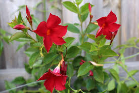 Community Hall Meeting